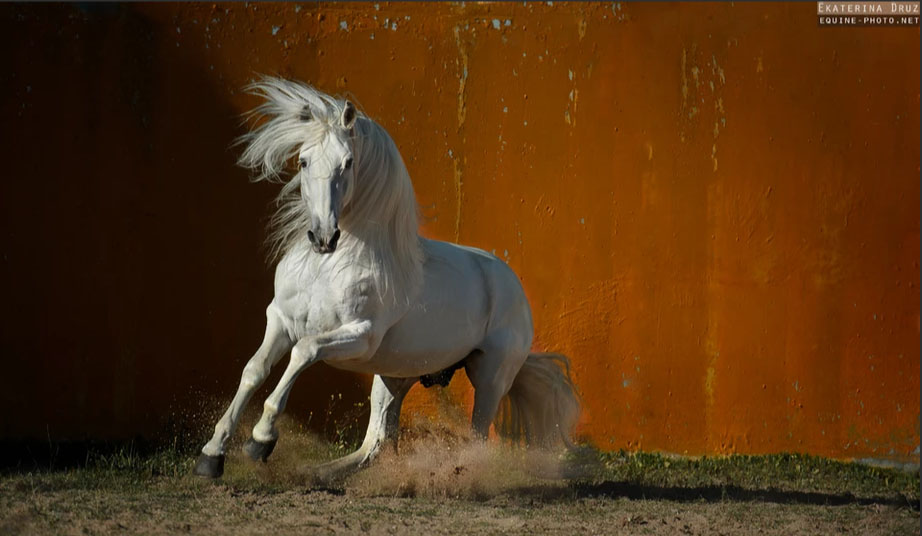 Ekaterina Druz - Equine Photography - Lusitano Horse